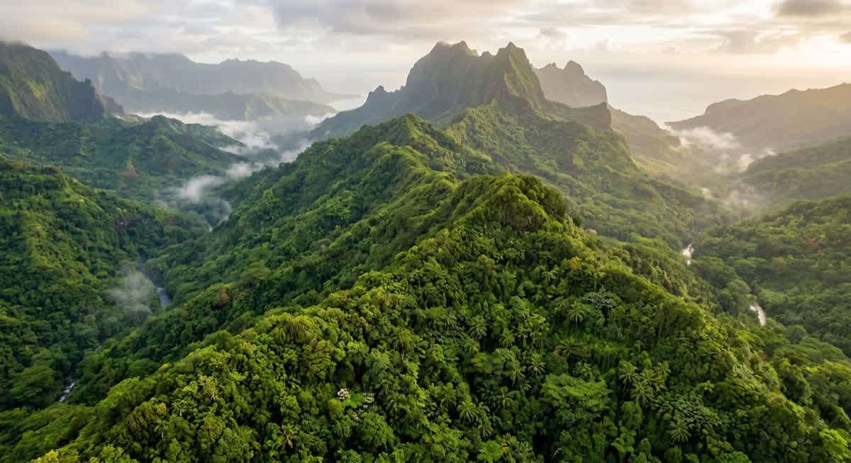 Forêt tropicale polynésienne